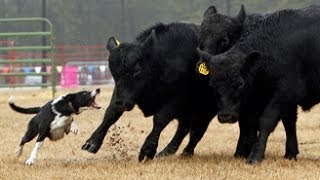 Watch cattle dogs in action at Southern Farm Show [upl. by Eshelman]