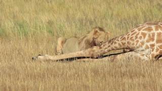 Lion eating Giraffe 14de boorgat [upl. by Aonian]