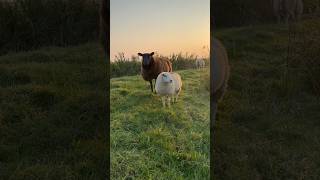 Prachtige start van de dag zonsopkomst in Uitgeest met ontwakende schapen [upl. by Windzer]