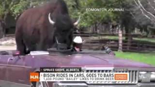 1600Pound Bison Rides in Cars and Goes to Bars [upl. by Kelila604]