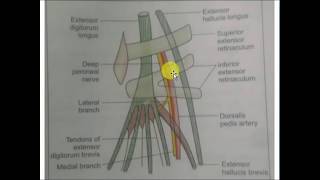 Anatomy of dorsalis pedis artery [upl. by Nus]