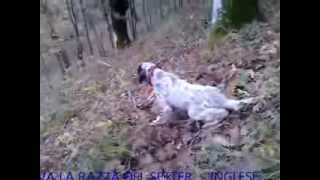 LA RAZZA DEL SETTER INGLESE  UNA FERMA TIPICA [upl. by Isbella601]