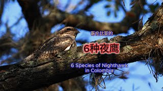 6 Species of Nighthawk in Colombia [upl. by Chemesh]