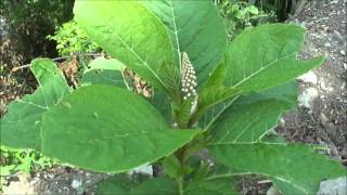 Лаконос ягодный  Phytolacca acinosa [upl. by Igic]