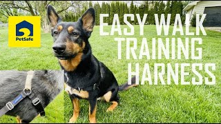 Pet Safe Easy Walk Training Harness  Puppy Training  Quick Review [upl. by Ahsiruam339]