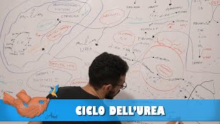 Ciclo dellurea [upl. by Neram]