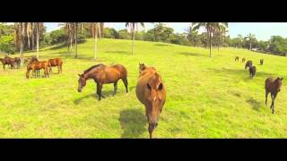 Caballos Corriendo libremente  Video con Drone  Recflying [upl. by Heriberto]