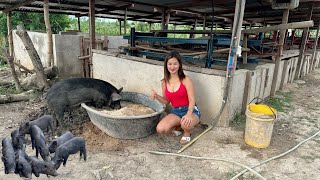 Nanganak ang isang Native pig Dagdag Baboy ulit 😍 [upl. by Cooperstein93]