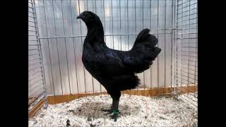 Cemani National Poultry Show Austria 2019 [upl. by Jentoft]