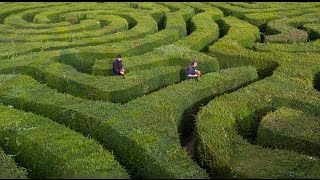 Staff Adopt Cutting Edge Approach for Longleat Maze Trim [upl. by Erastatus802]