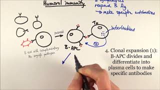 AS Biology  Humoral immunity OCR A Chapter 126 [upl. by Aikar]