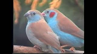 Doug freeman waxbill 1 part A [upl. by Cynthia855]