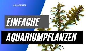 Einfache Pflanzen für dein Aquarium  Ohne co2 Ohne Düngung [upl. by Dillie]