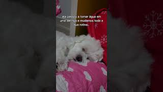 Já conhecia nossa história 🥹 cachorros cachorro shorts short pets [upl. by Rhodie]