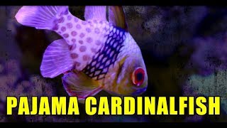 PAJAMA CARDINAL FISH IN MY REEF TANK [upl. by Olyhs]