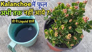 Kalanchoe में फ़ूल अगर नही आये तो डालें ये Simple Organic Liquid  Kalanchoe Care Tips Cuttings [upl. by Ellesor]