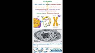 Chromatin Meaning geneticteacher [upl. by Giza]