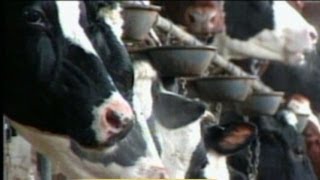 Mad Cow Disease Discovered in US Cattle At California Dairy Farm [upl. by Eceryt]