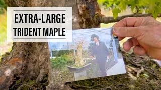 Developing ExtraLarge Trident Maple Bonsai [upl. by Eustazio]