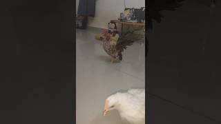 My honey rooster enjoy day with his girlfriend bantamchicken chicken [upl. by Jadwiga447]