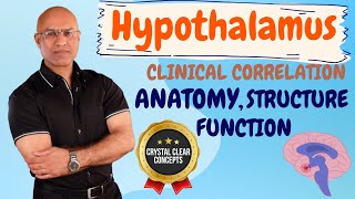 Hypothalamus  Anatomy  Structure  Function  Neurology🩺 [upl. by Row]