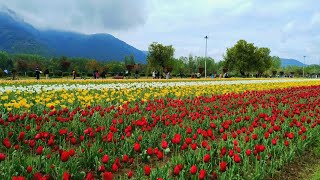 Tulip Garden Kashmir 2024  Srinagar Kashmir  Asias largest Tulip Garden [upl. by Akeem]