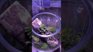 Bình terrarium với lan trứng bướm đang ra hoa Tiny Orchid Terrarium [upl. by Miza423]