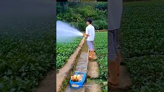 Unique method of irrigation [upl. by Eiboh]