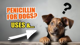 PENICILLIN FOR DOGS 💊🐶 Uses Dosage and Side Effects [upl. by Ardnnaed]