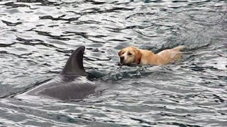 Tory Island Dog amp Dolphin [upl. by Ferneau]