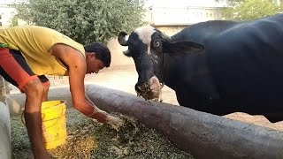 Care for buffalo  Dairy farm [upl. by Radmen]