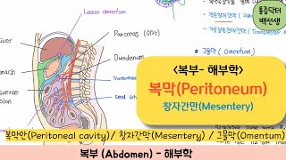 복부해부복막Peritoneum  복막안peritoneal cavity 창자간막Mesentery 그물막Omentum [upl. by Paik]