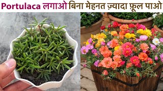 Portulaca लगाओ बिना मेहनत ज़्यादा फ़ूल पाओ  Moss Rose9o Clock From Seeds [upl. by Sutton113]