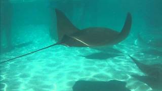 Discovery Cove Rays swarming at feeding time at Seaworld Orlando [upl. by Kcorb]