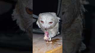 scops owl feeding shorts india cute owl birds birds wildlife [upl. by Coral]