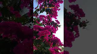 Pavizhamalli poothulanja neela vanam Bougainville Flowering flowers gardening shorts [upl. by Ashlee]