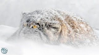 PALLASS CAT aka MANUL ─ Worlds Rarest Most Temperamental Grumpy Cat [upl. by Nylecsoj]