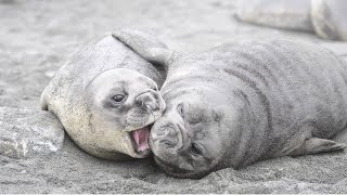 Sounds of Two Baby Elephant Seals Playing on the Beach  Mirounga Sounds [upl. by Welcher770]