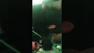 Cichlid fishaquarium fish aquascapenature jewelfishytshorts viralvideo [upl. by Elleirb703]