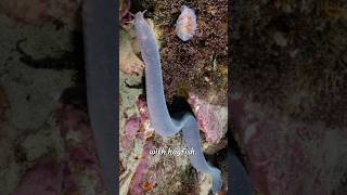 quotHagfish are jawless slimy marine creatures known for producing large amounts of slime hagfish 2 [upl. by Venterea]