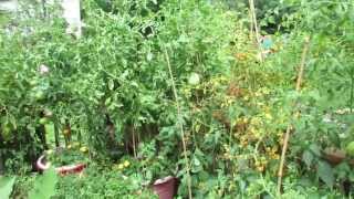 Yellowing Tomato Leaves May Be Normal High Temperatures  The Rusted Vegetable Garden [upl. by Nivled]