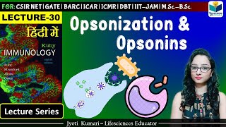 Immunology  Opsonization amp Opsonin  Lecture 30 [upl. by Kellda518]