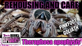 T apophysis quotPinkfoot Goliathquot Rehouse and Care [upl. by Htidra]