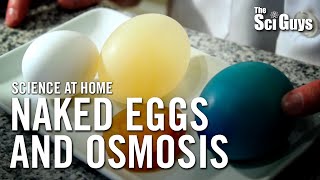 The Sci Guys Science at Home  SE1  EP14 The Naked Egg and Osmosis [upl. by Enaasiali902]