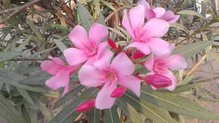 The very very dangerous and poisonous oleander [upl. by Ataga]