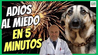 🔴 ¿COMO QUITAR LA INSEGURIDAD ANSIEDAD Y EL MIEDO A UN PERRO EN 5 MINUTOS CON SILEO 🔴 [upl. by Aziul313]