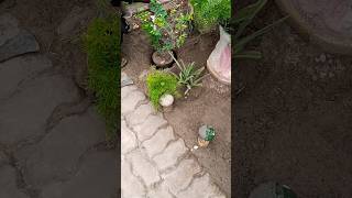 gardening gardenflowerplants minivlog legistonia BloomVille04 [upl. by Dupuy850]