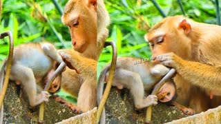 Oop Look Like Wrong way Monkey Luna DoingSte aling and Ki dnapping Sami Baby groom hard Stu ck [upl. by Oleg949]