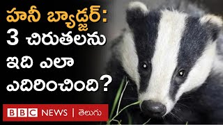 Honey badger తేనె అంటే పడిచచ్చే ఈ జీవి చిరుతలతో ఎలా పోరాడింది  BBC Telugu [upl. by Cristal]