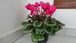 Cyclamen plant care in summer and seed collection [upl. by Ezarra]